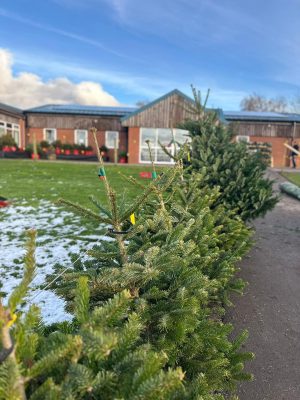 Christmas Trees 5 300X400 at Essington Farm