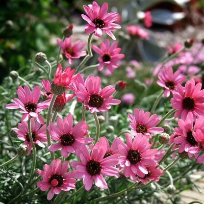 Rhodanthemum Pretty In Pink 400X400 at Essington Farm