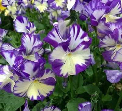 Viola Rebecca 400X363 at Essington Farm