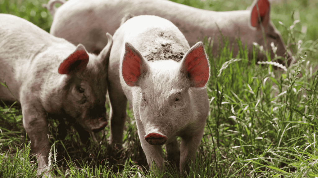 Free Range Pigs 1024X576 at Essington Farm
