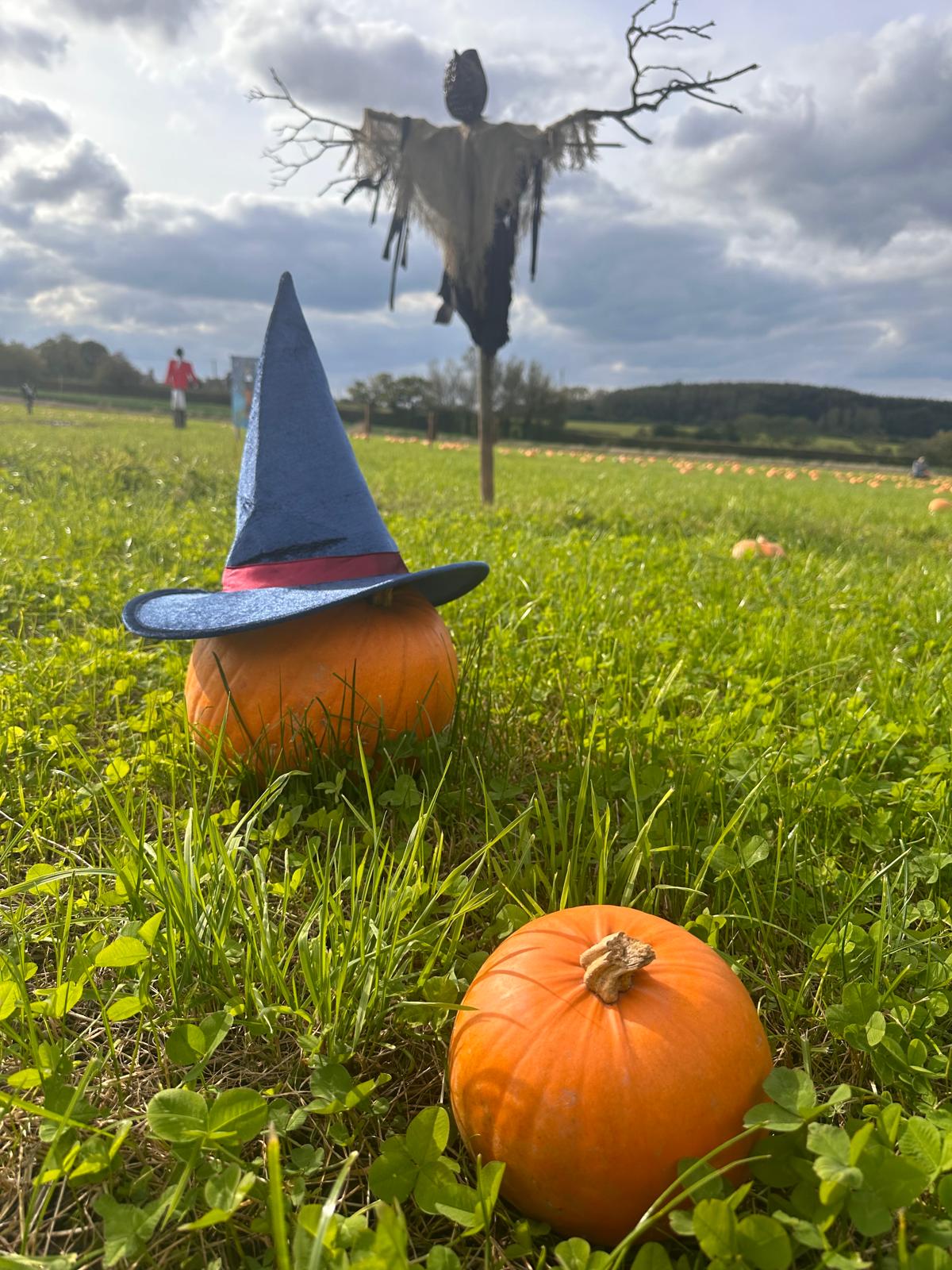 Good Pick Pumpkin Scarecrow at Essington Farm