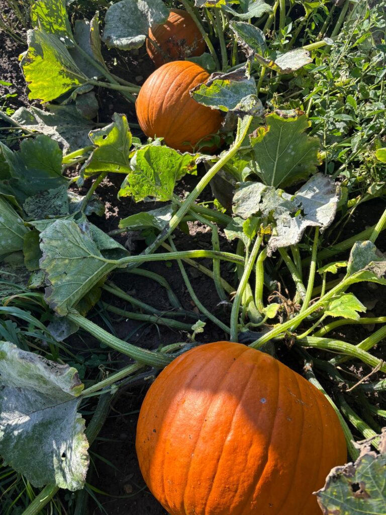 Whatsapp Image 2025 09 05 At 10.26.05 4153B56B 768X1024 at Essington Farm