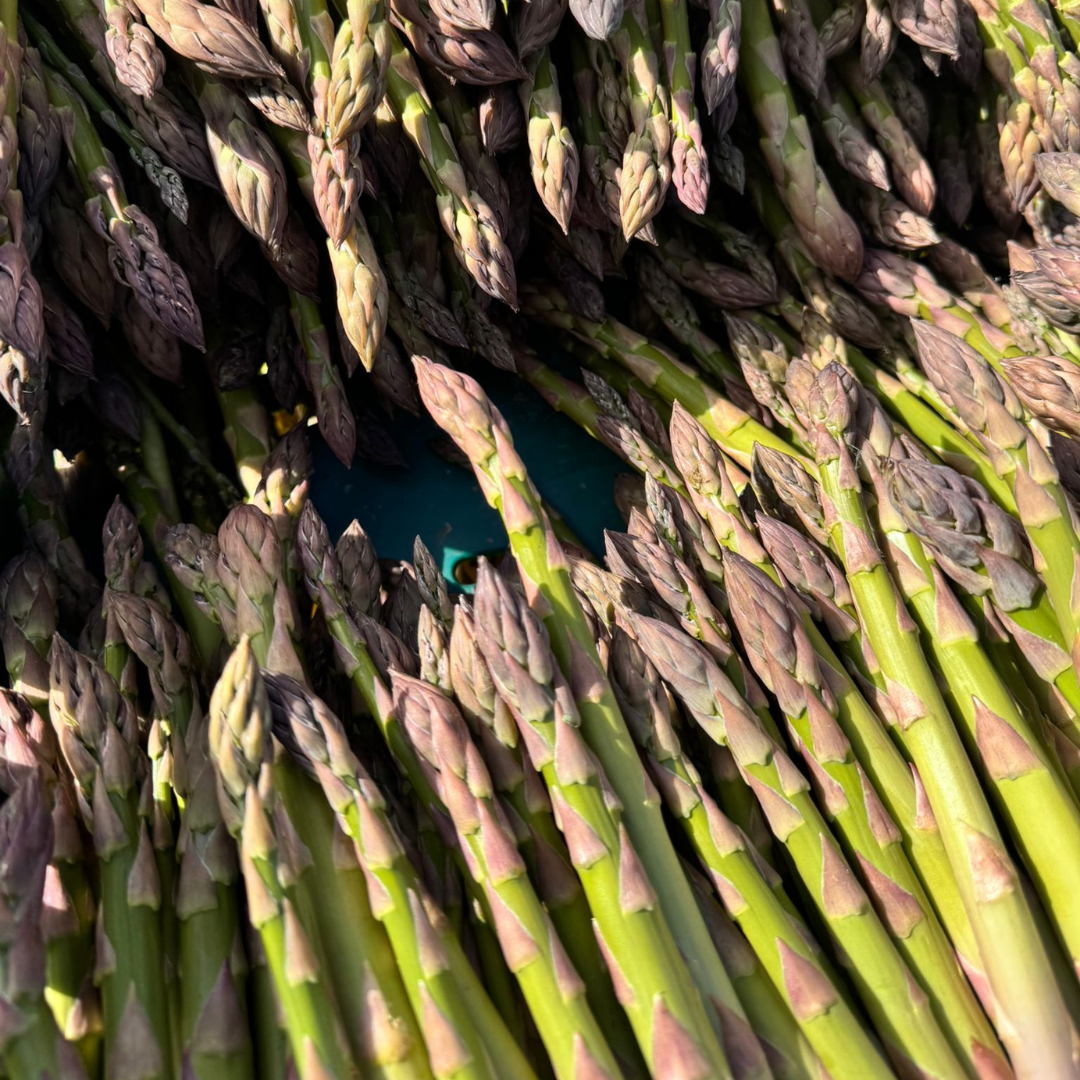 Local Asparagus at Essington Farm